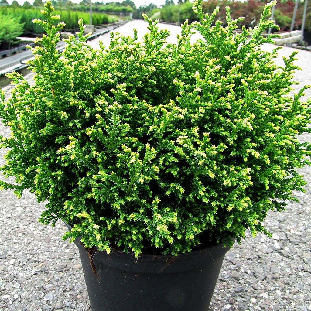 Zwerg-Moos-Scheinzypresse 'Plumosa Compressa' (Chamaecyparis pis.)