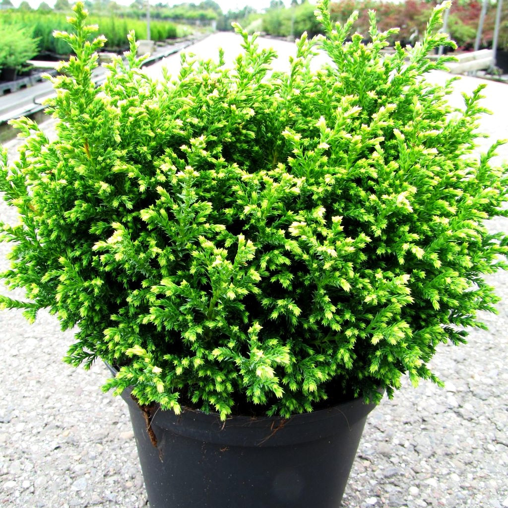 Zwerg-Moos-Scheinzypresse 'Plumosa Compressa' (Chamaecyparis pis.)