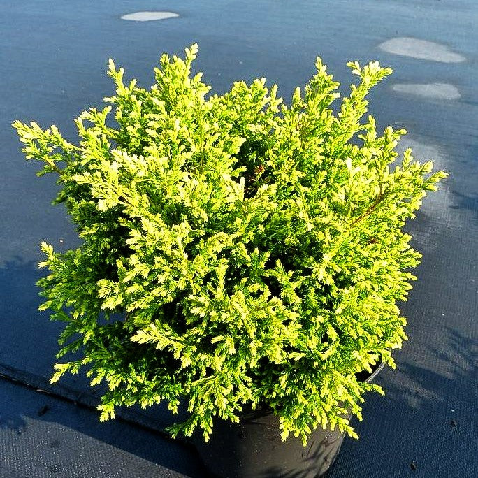 Zwerg-Moos-Scheinzypresse 'Plumosa Compressa' (Chamaecyparis pis.)