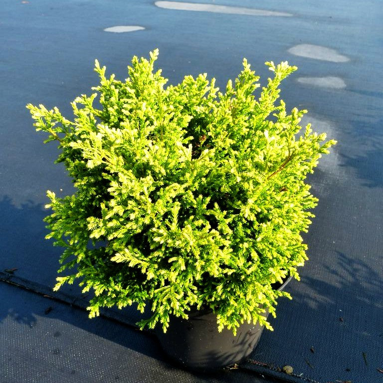 Zwerg-Moos-Scheinzypresse 'Plumosa Compressa' (Chamaecyparis pis.)
