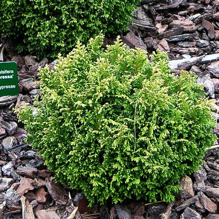 Zwerg-Moos-Scheinzypresse 'Plumosa Compressa' (Chamaecyparis pis.)