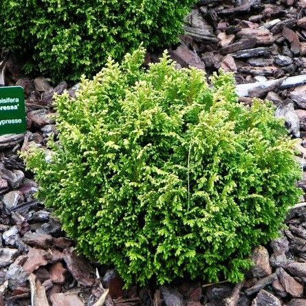 Zwerg-Moos-Scheinzypresse 'Plumosa Compressa' (Chamaecyparis pis.)