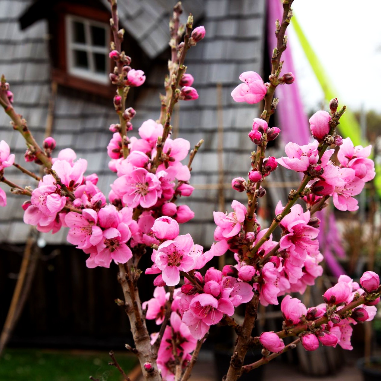 Zwerg-Nektarine 'Cassiopeia' (Prunus nuc.)