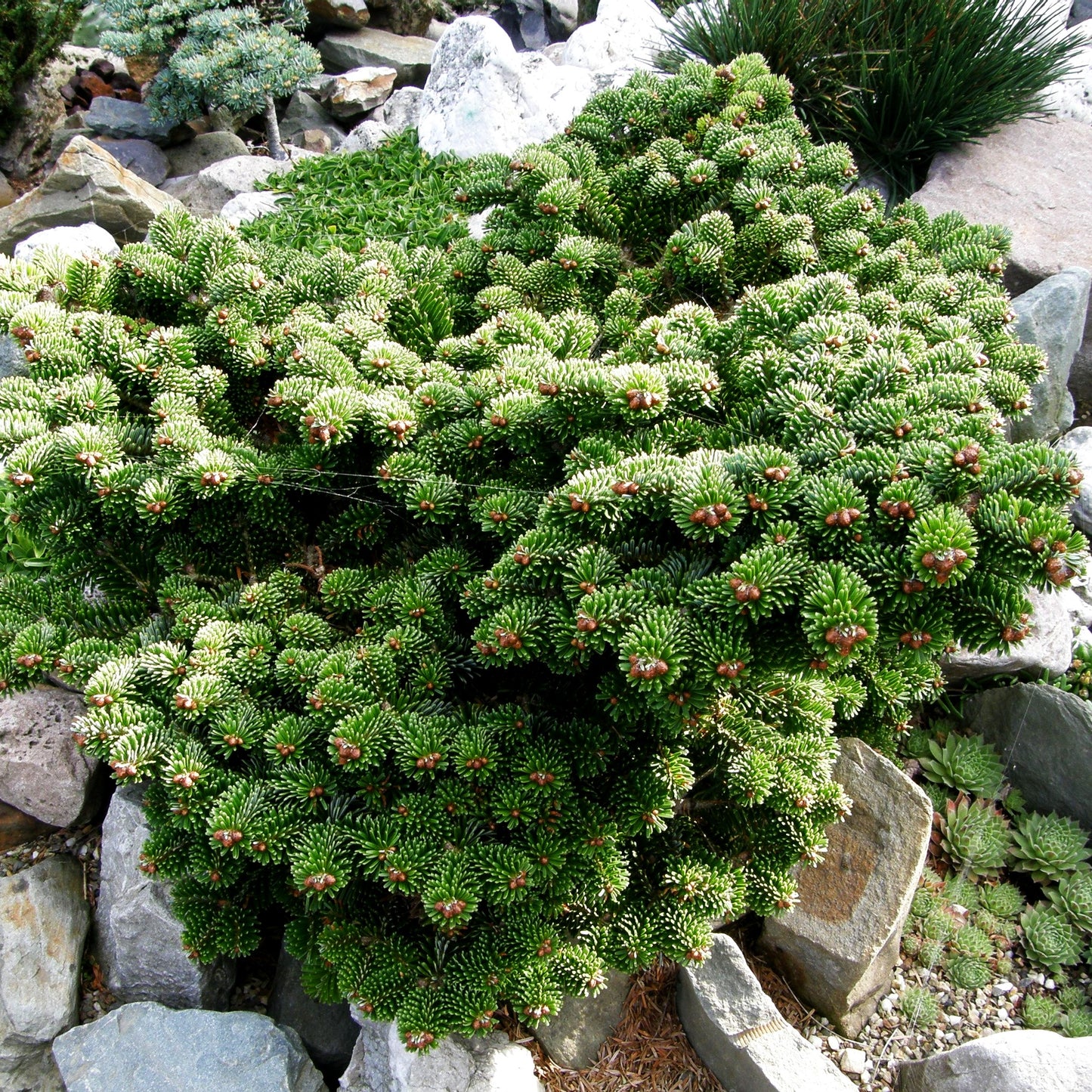 Zwerg-Nordmanns-Tanne 'Kate Brook' (Abies nordmanniana)