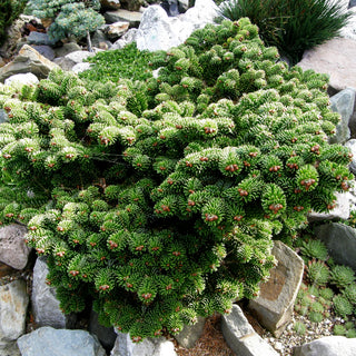Zwerg-Nordmanns-Tanne 'Kate Brook' (Abies nordmanniana)
