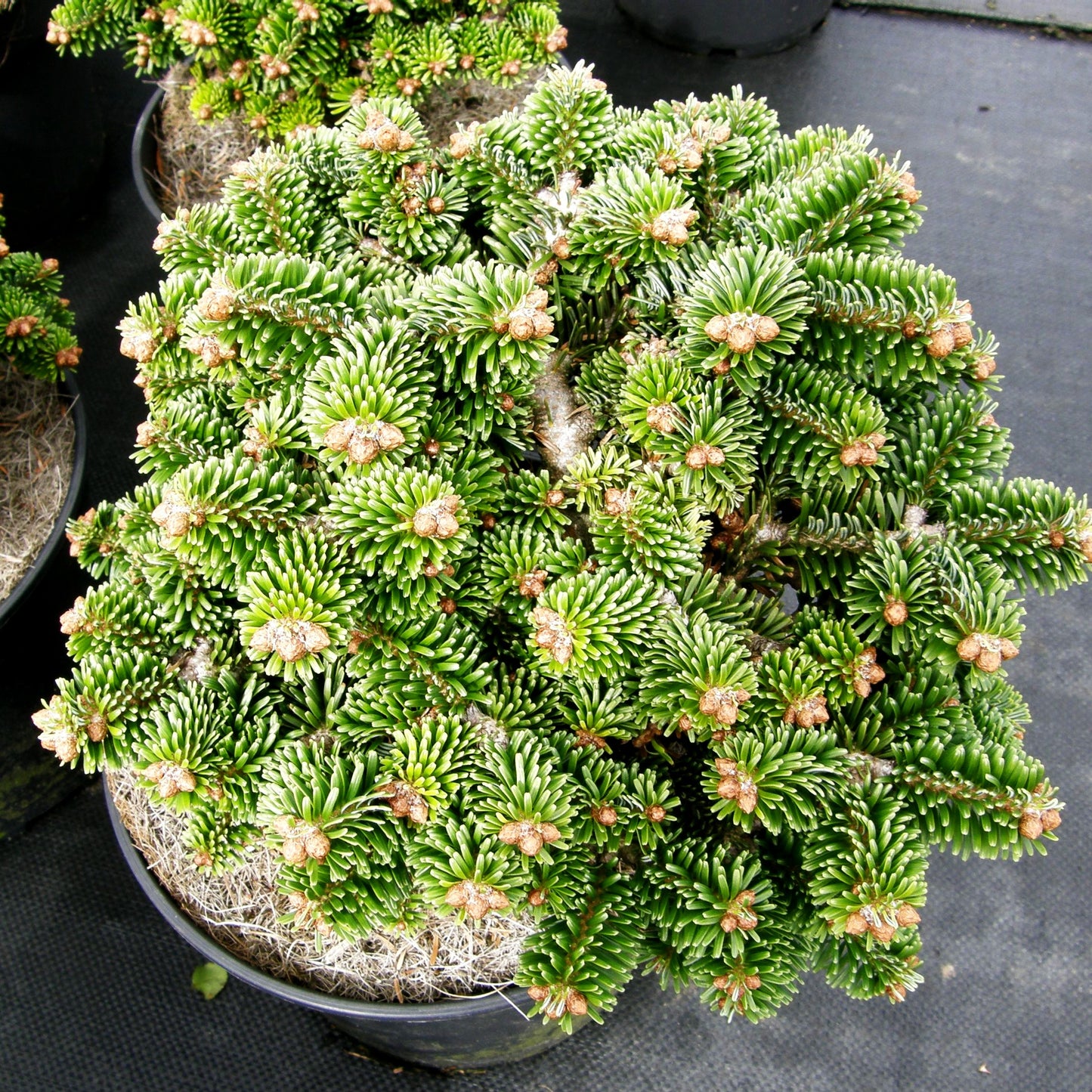 Zwerg-Nordmanns-Tanne 'Kate Brook' (Abies nordmanniana)
