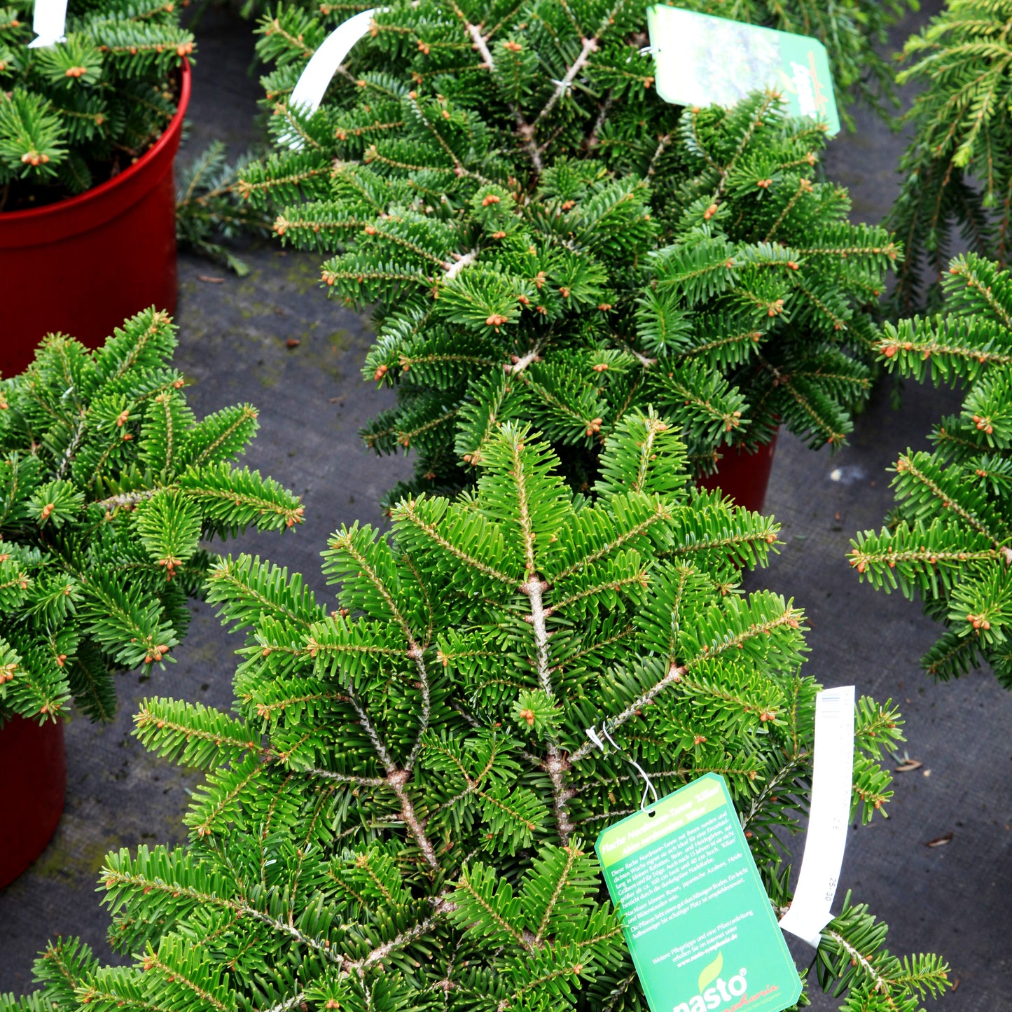 Zwerg-Nordmanns-Tanne 'Kilian' (Abies nordmanniana)