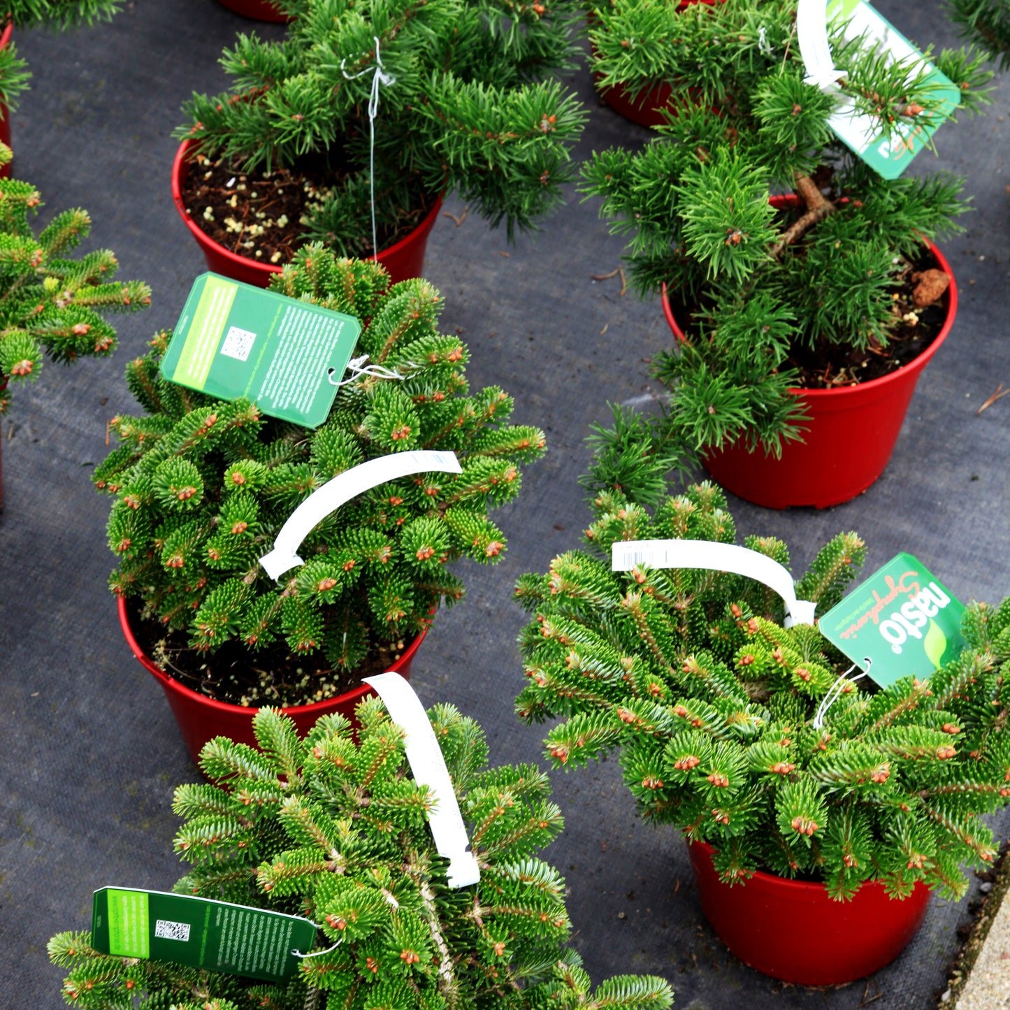 Zwerg-Nordmanns-Tanne 'Münsterland' (Abies nordmanniana)