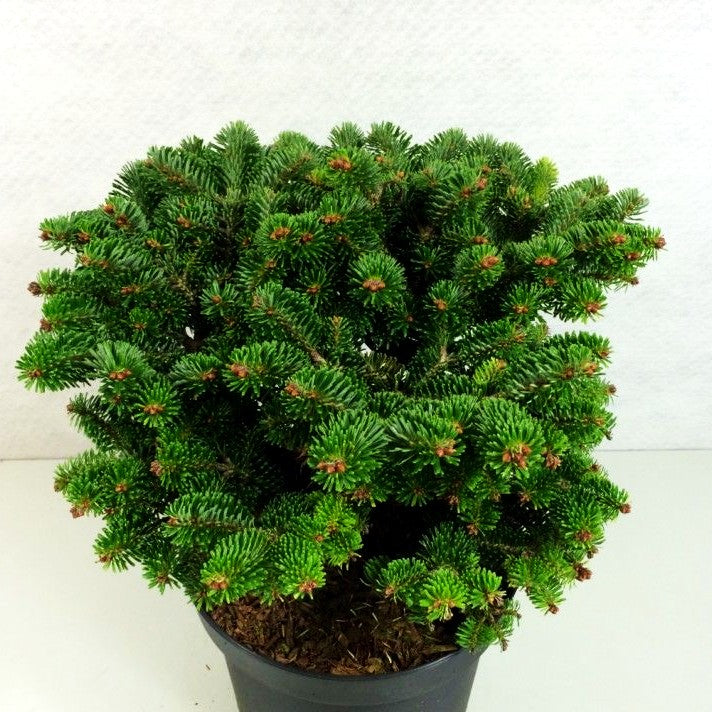 Zwerg-Nordmanns-Tanne 'Münsterland' (Abies nordmanniana)