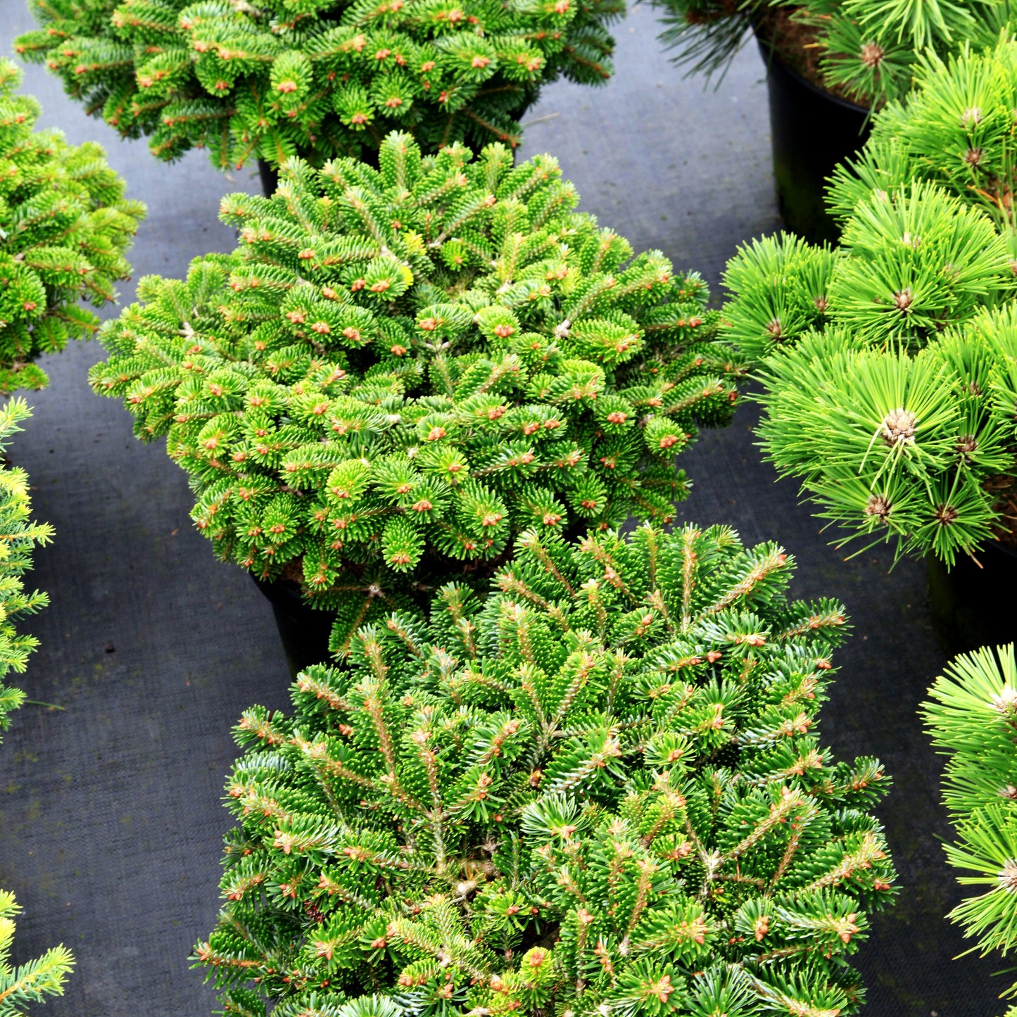 Zwerg-Nordmanns-Tanne 'Münsterland' (Abies nordmanniana)