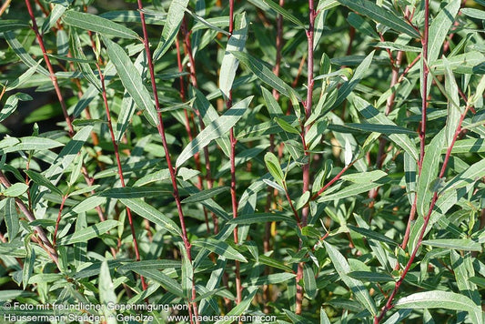 Zwerg-Purpur-Weide 'Nana' (Salix purpurea)