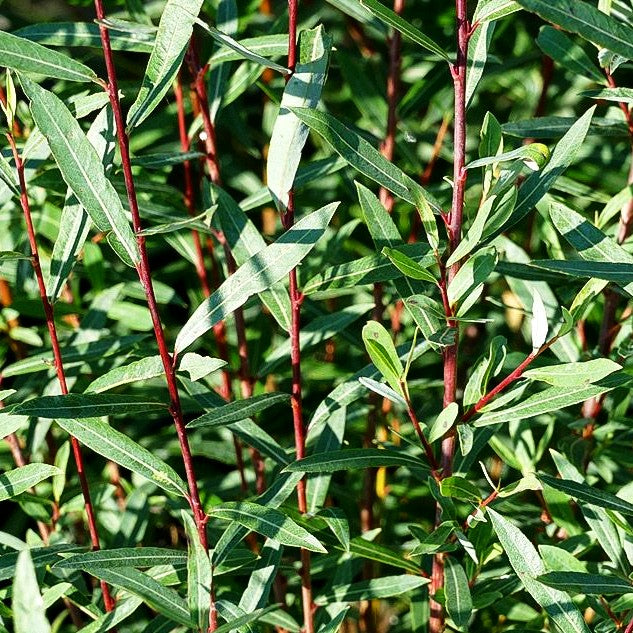Zwerg-Purpur-Weide 'Nana' (Salix purpurea)