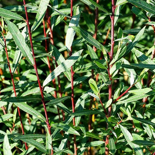 Zwerg-Purpur-Weide 'Nana' (Salix purpurea)