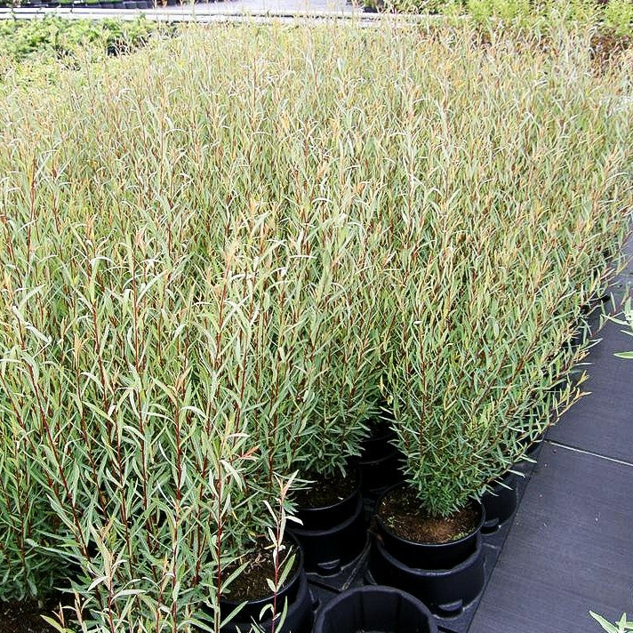 Zwerg-Purpur-Weide 'Nana' (Salix purpurea)