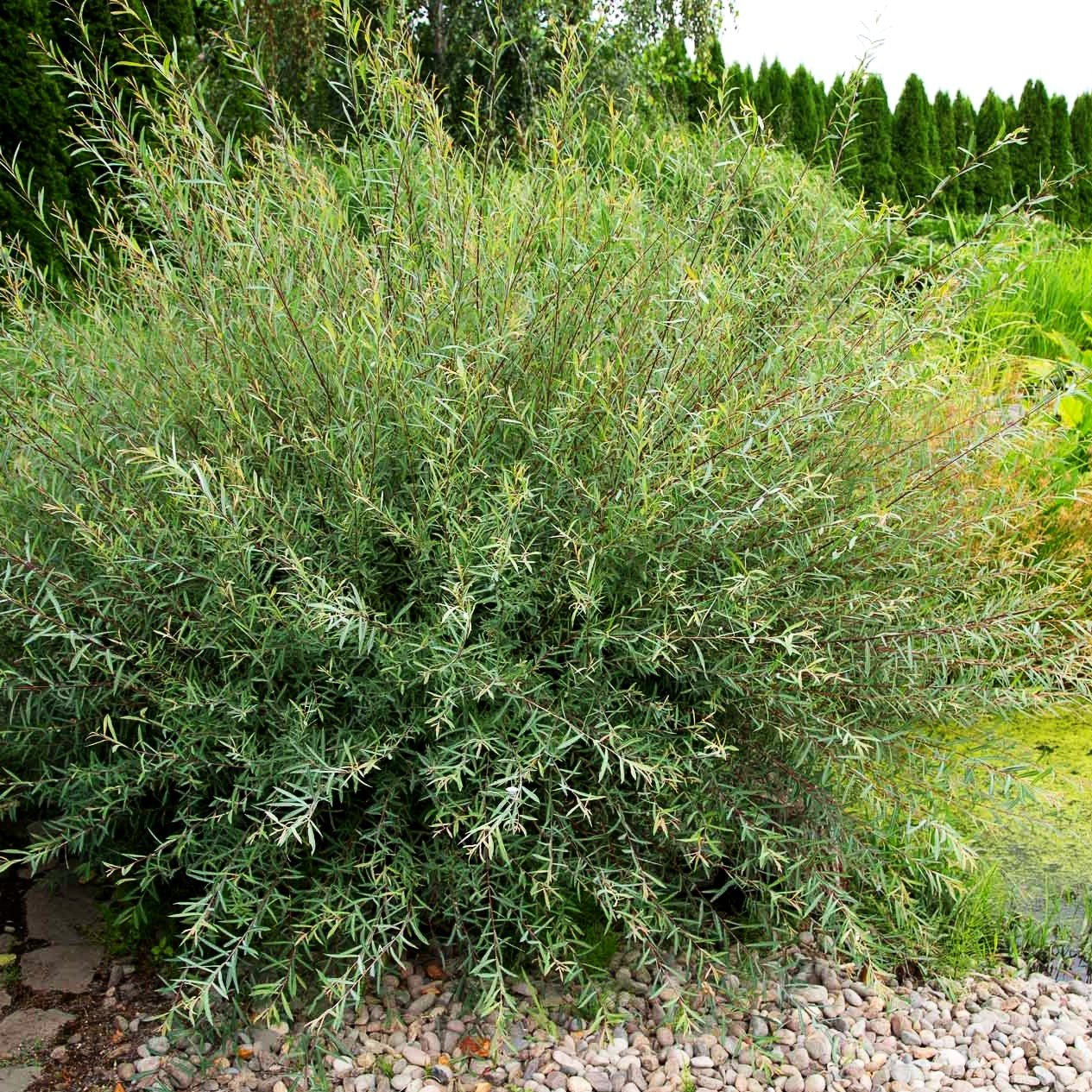 Zwerg-Purpur-Weide 'Nana' (Salix purpurea)
