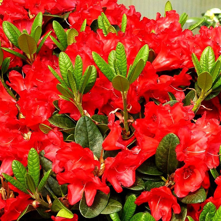Zwerg-Rhododendron 'Rotkäppchen' (Rhododendron repens II)