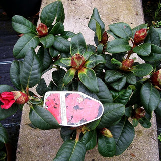 Zwerg-Rhododendron 'Scarlet Wonder' (Rhododendron repens I)