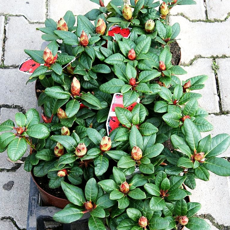 Zwerg-Rhododendron 'Scarlet Wonder' (Rhododendron repens I)