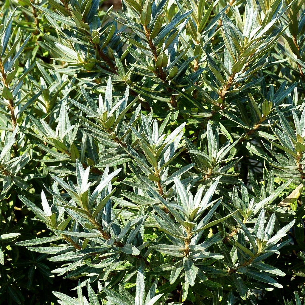 Zwerg-Sanddorn 'Hikul' (Hippophae rhamnoides)