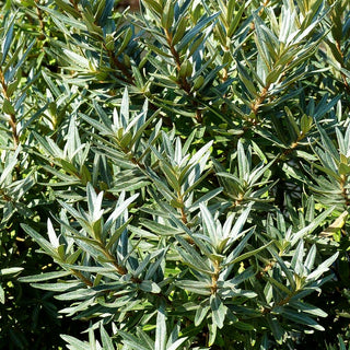 Zwerg-Sanddorn 'Hikul' (Hippophae rhamnoides)