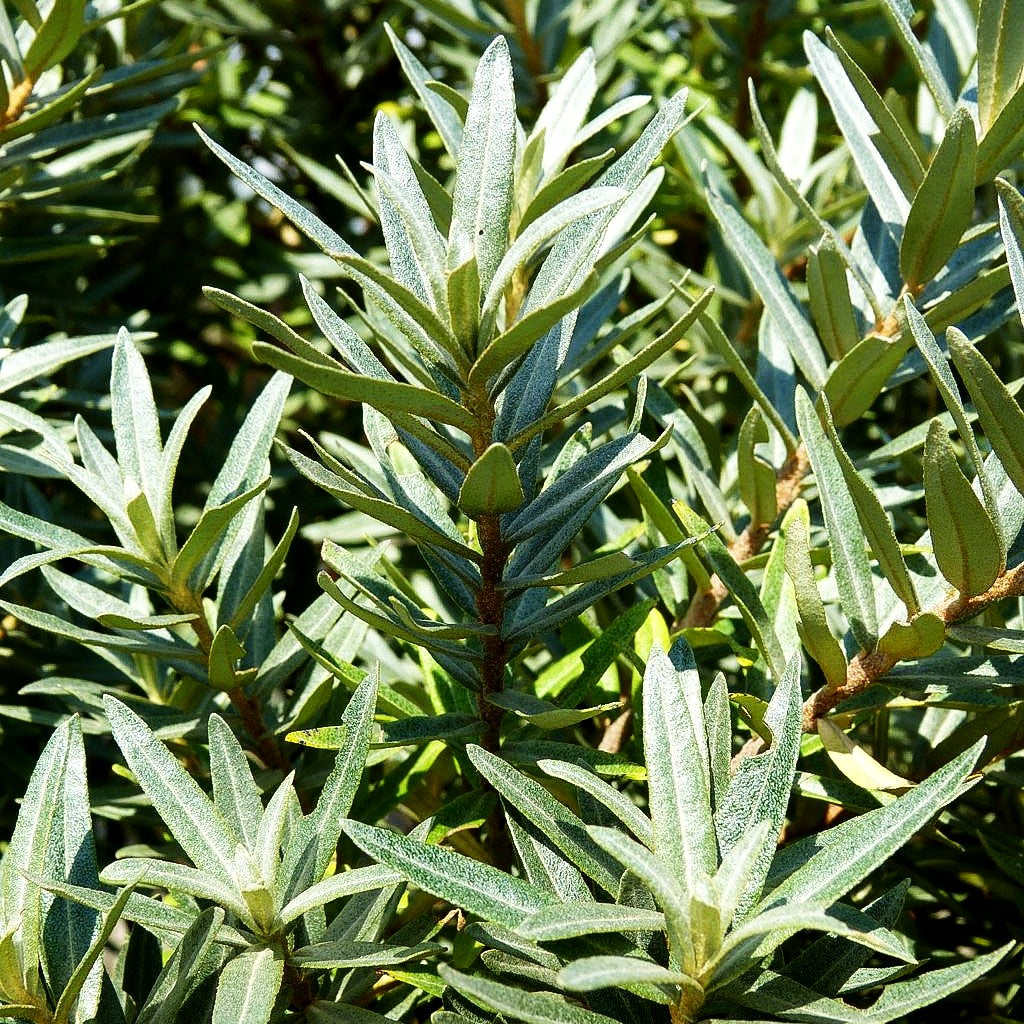 Zwerg-Sanddorn 'Hikul' (Hippophae rhamnoides)