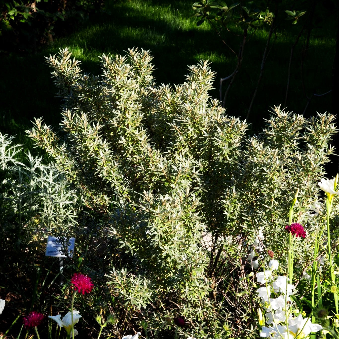 Zwerg-Sanddorn 'Hikul' (Hippophae rhamnoides)
