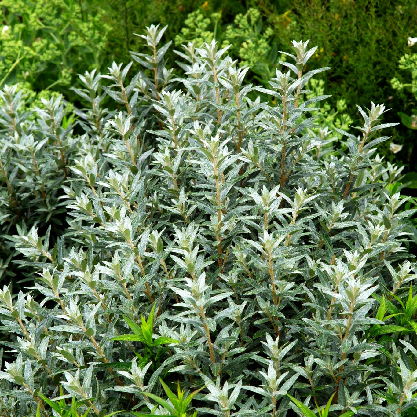 Zwerg-Sanddorn 'Hikul' (Hippophae rhamnoides)