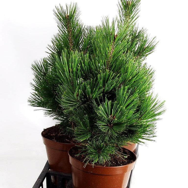 Zwerg-Schlangenhaut-Kiefer 'Little Dracula' (Pinus heldreichii)