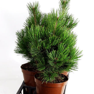 Zwerg-Schlangenhaut-Kiefer 'Little Dracula' (Pinus heldreichii)