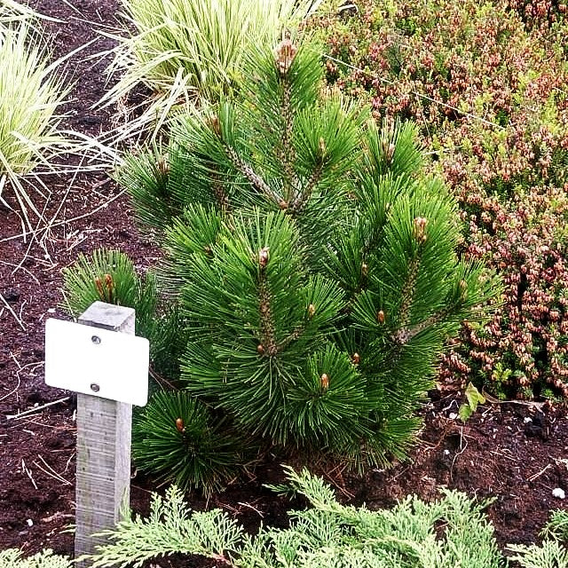 Zwerg-Schlangenhaut-Kiefer 'Little Dracula' (Pinus heldreichii)