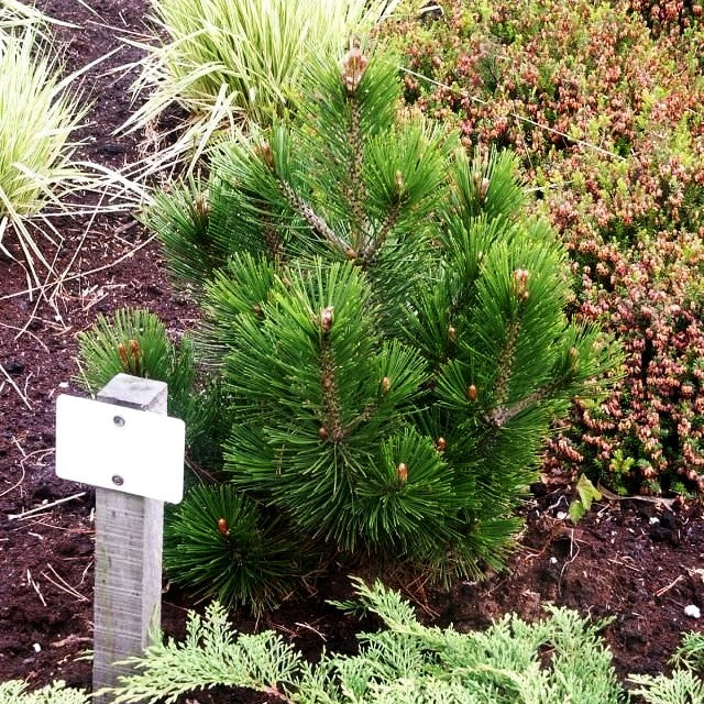 Zwerg-Schlangenhaut-Kiefer 'Little Dracula' (Pinus heldreichii)