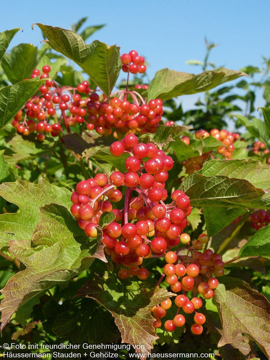 Zwerg-Schneeball 'Compactum' (Viburnum opulus)