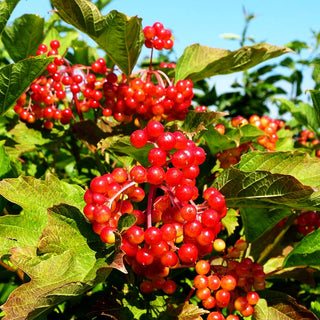 Zwerg-Schneeball 'Compactum' (Viburnum opulus)