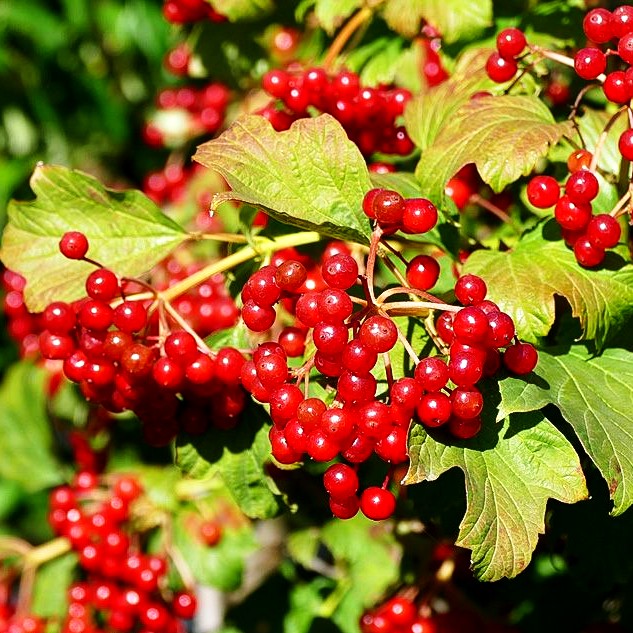Zwerg-Schneeball 'Compactum' (Viburnum opulus)