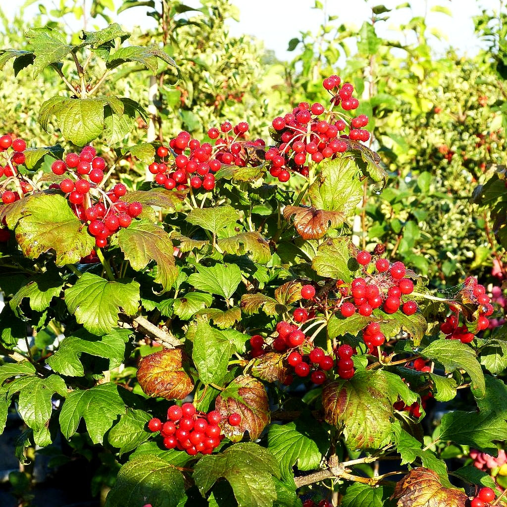 Zwerg-Schneeball 'Compactum' (Viburnum opulus)