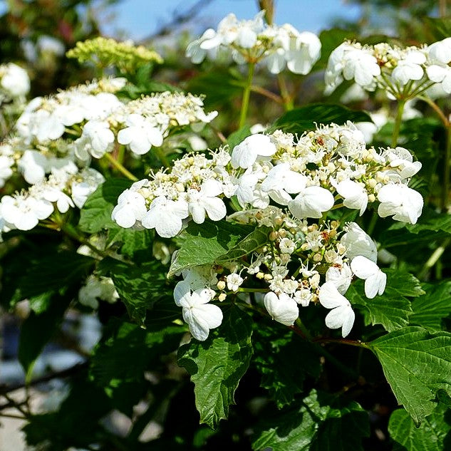 Zwerg-Schneeball 'Compactum' (Viburnum opulus)