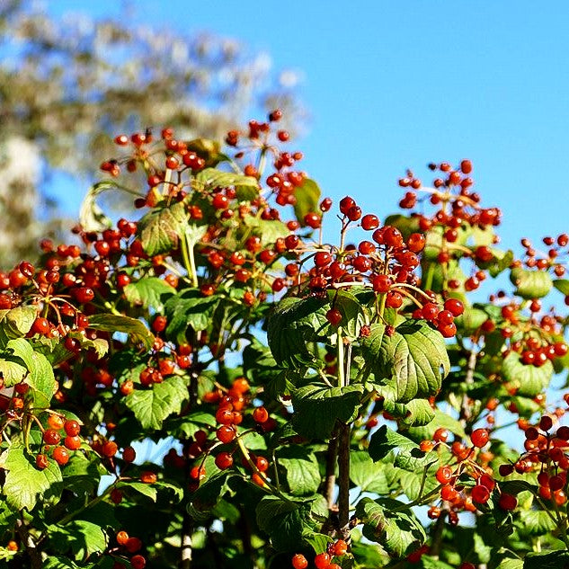Zwerg-Schneeball 'Compactum' (Viburnum opulus)