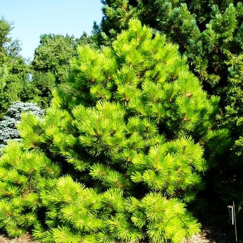 Zwerg-Schwarz-Kiefer 'Hornibrookiana' (Pinus nigra)