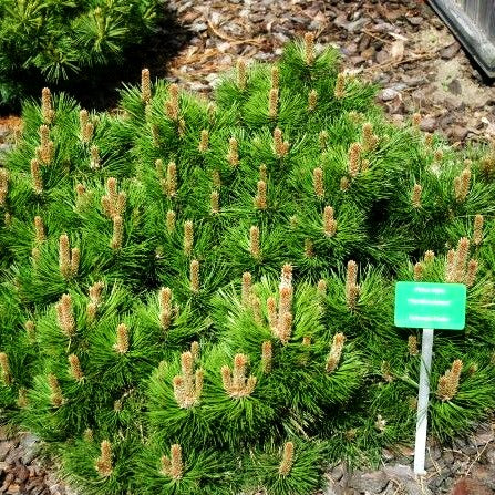Zwerg-Schwarz-Kiefer 'Hornibrookiana' (Pinus nigra)