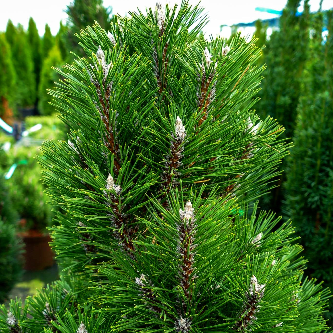 Zwerg-Schwarz-Kiefer 'Richard' (Pinus nigra)