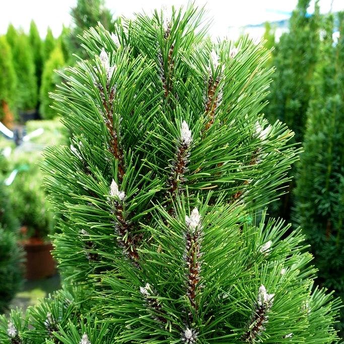 Zwerg-Schwarz-Kiefer 'Richard' (Pinus nigra)