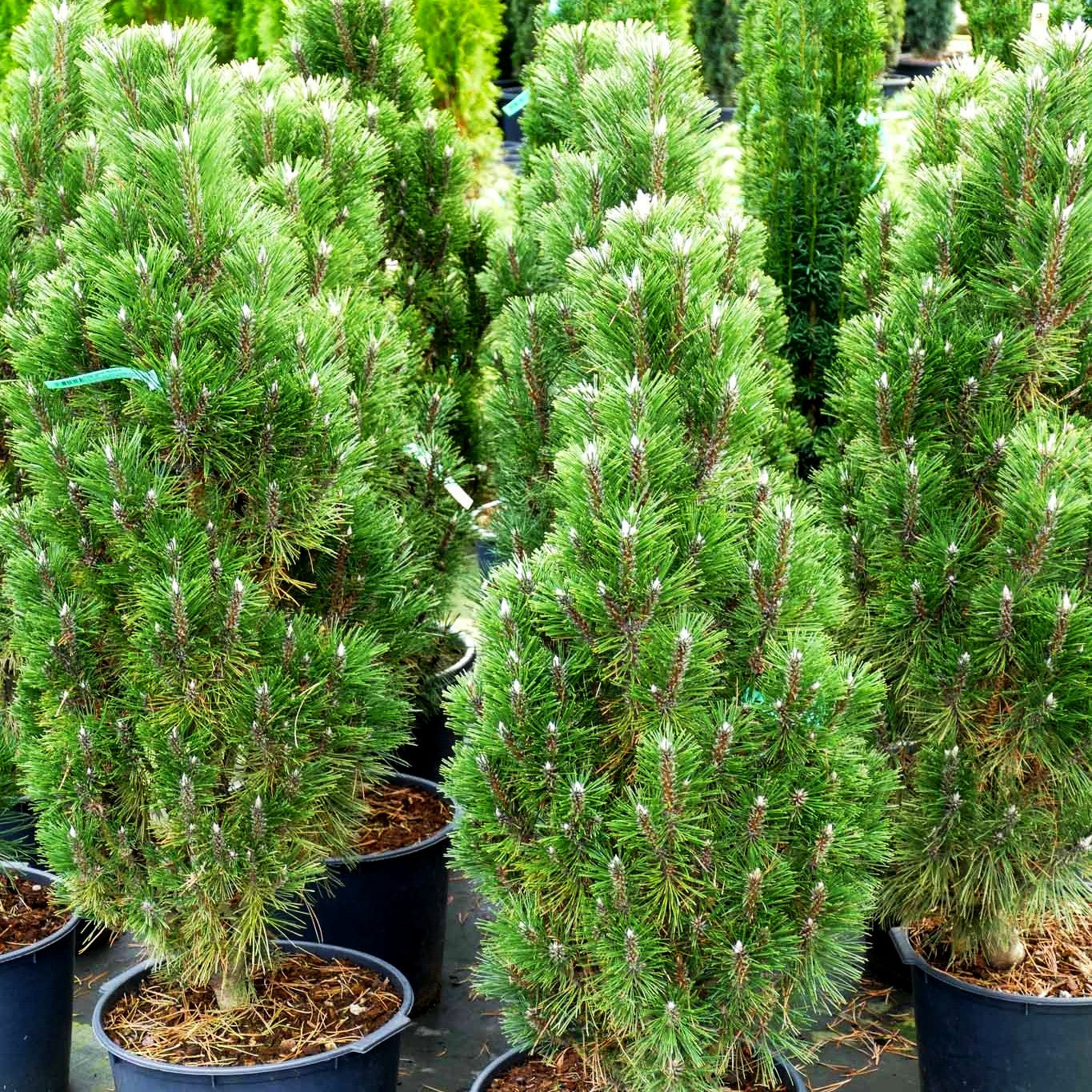 Zwerg-Schwarz-Kiefer 'Richard' (Pinus nigra)