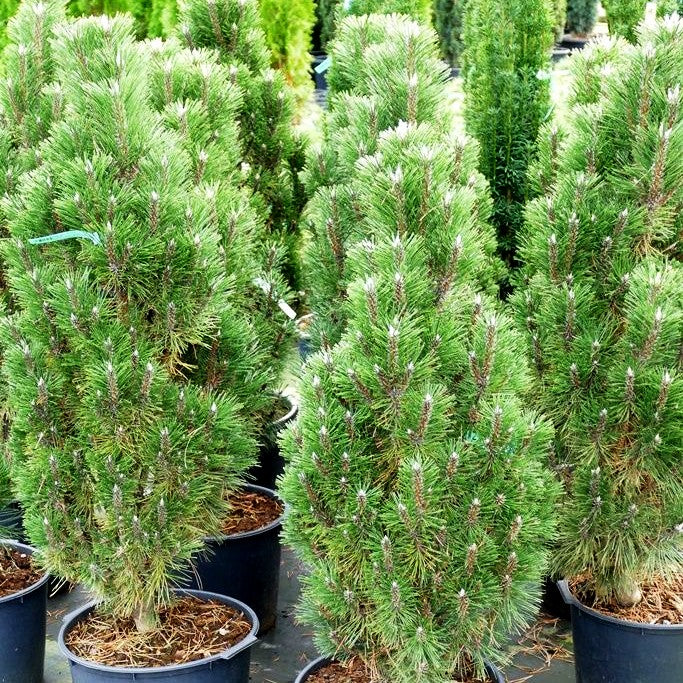 Zwerg-Schwarz-Kiefer 'Richard' (Pinus nigra)