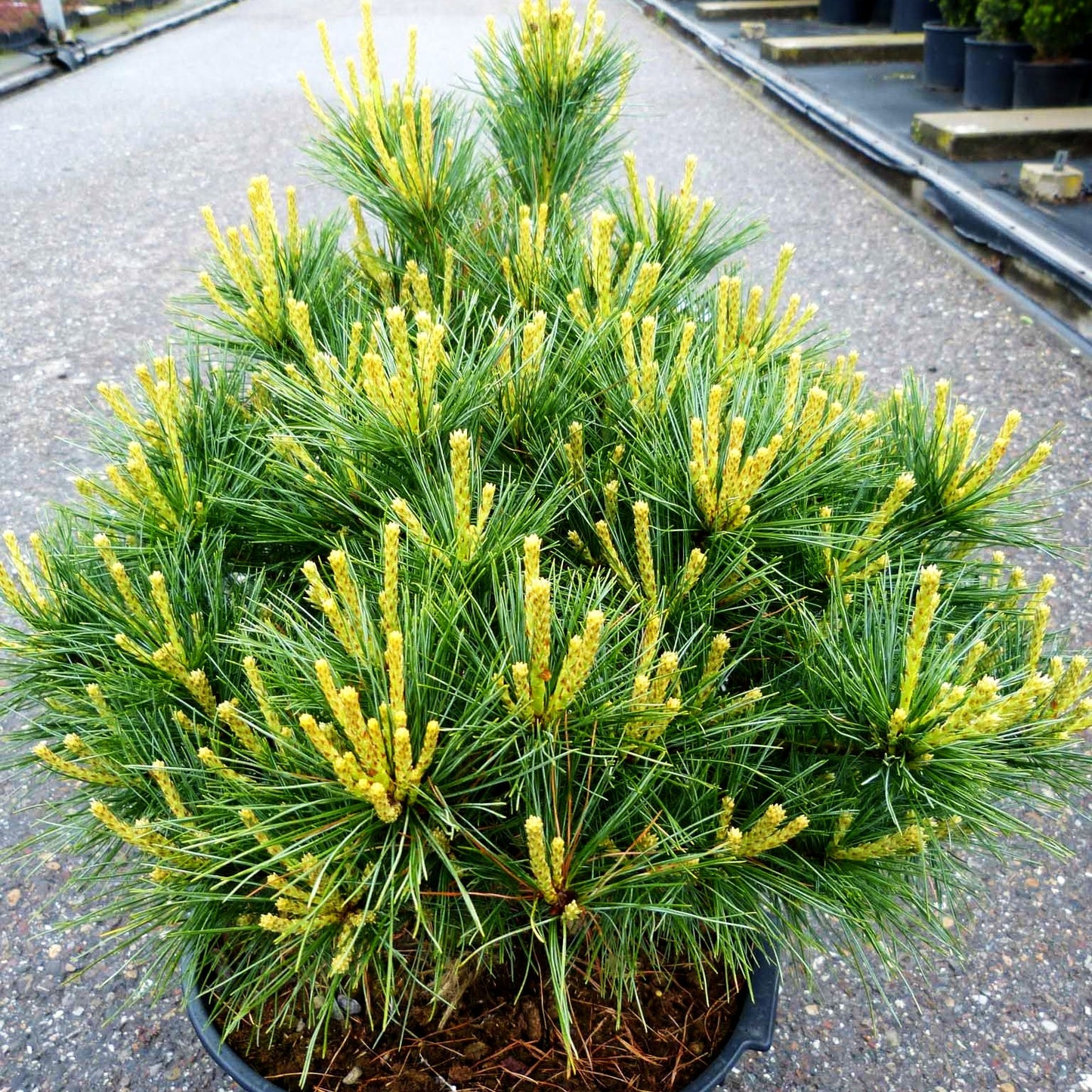 Zwerg-Seiden-Kiefer 'Bergmans Mini' (Pinus strobus)