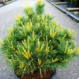 Zwerg-Seiden-Kiefer 'Bergmans Mini' (Pinus strobus)