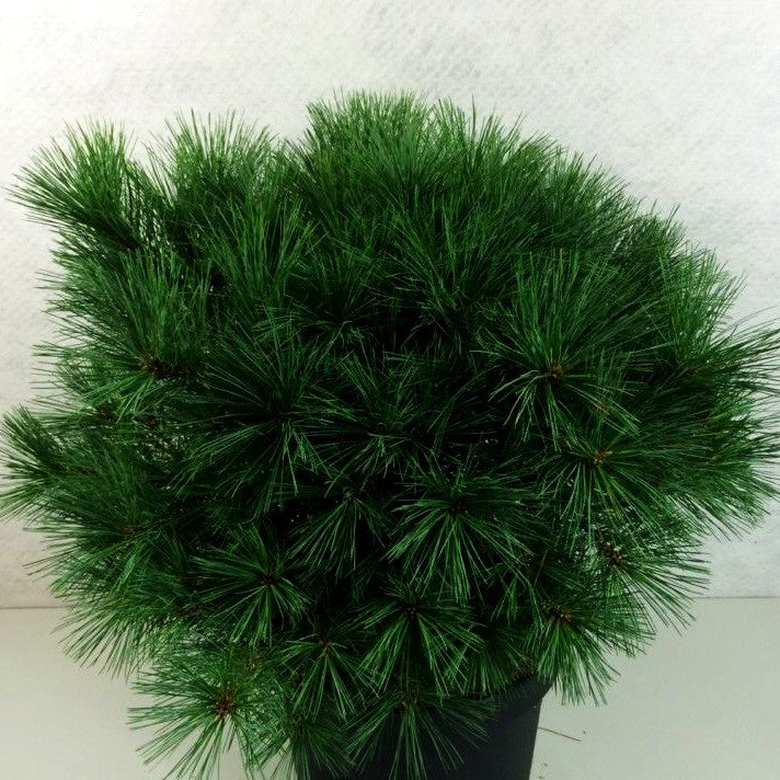 Zwerg-Seiden-Kiefer 'Bergmans Mini' (Pinus strobus)