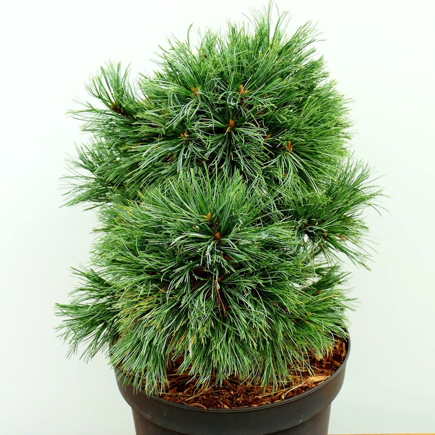 Zwerg-Seiden-Kiefer 'Coronado' (Pinus strobiformis)