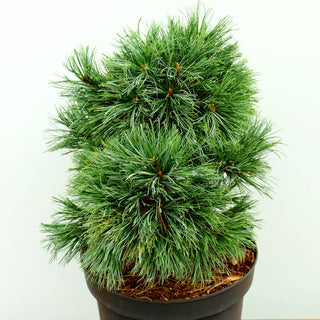 Zwerg-Seiden-Kiefer 'Coronado' (Pinus strobiformis)