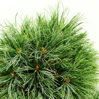 Zwerg-Seiden-Kiefer 'Coronado' (Pinus strobiformis)