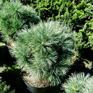 Zwerg-Seiden-Kiefer 'Guteborn' (Pinus strobus)